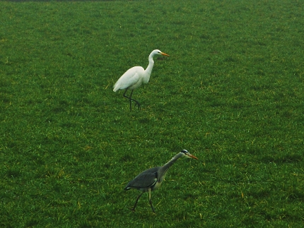 reigers2