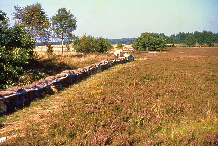 Bijenkorven op de Veluwse heide omstreeks 1960 (Foto: Bertus Kleut)