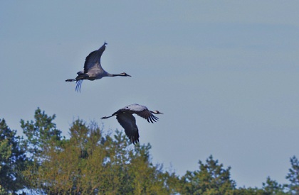 Echtpaar kraanvogel trekt naar het broedgebied - Foto: Louis Fraanje (klik om te vergroten)