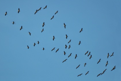 Schitterend schouwspel van de kraanvogels - Foto :Louis Fraanje (klik om te vergroten)