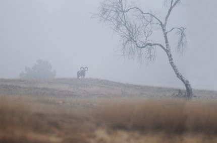 Moeflon op een heuvel in de mist - Foto: ©Louis Fraanje