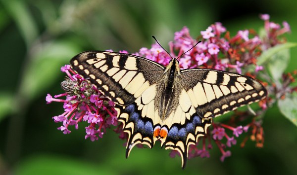 Koninginnepage op vlinderstruik (foto: Dick van den Bor) 