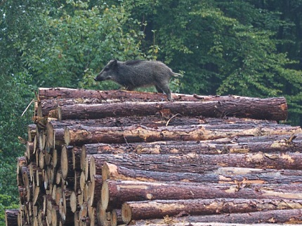 Zwijntje houtstapel 2 - Foto: ©Gerrit Rekers