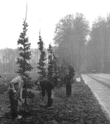De aanplant van nieuwe bomen op de Middachter Allee. De mannen zijn: Willem Dibbets, Berend Smalbrugge en Chris Beumer.