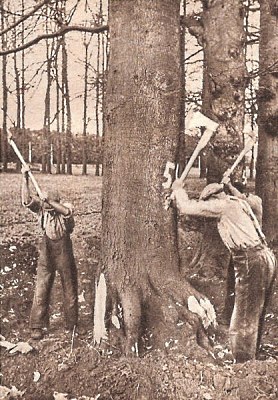 Bomen kappen op de Middachter Allee in de jaren ‘20