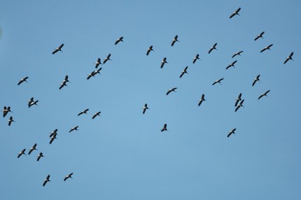 Trekkende kraanvogels - Foto: Louis Fraanje (klik om te vergroten)