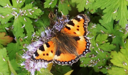 Kleine Vos vlinder – Foto: ©Louis Fraanje 