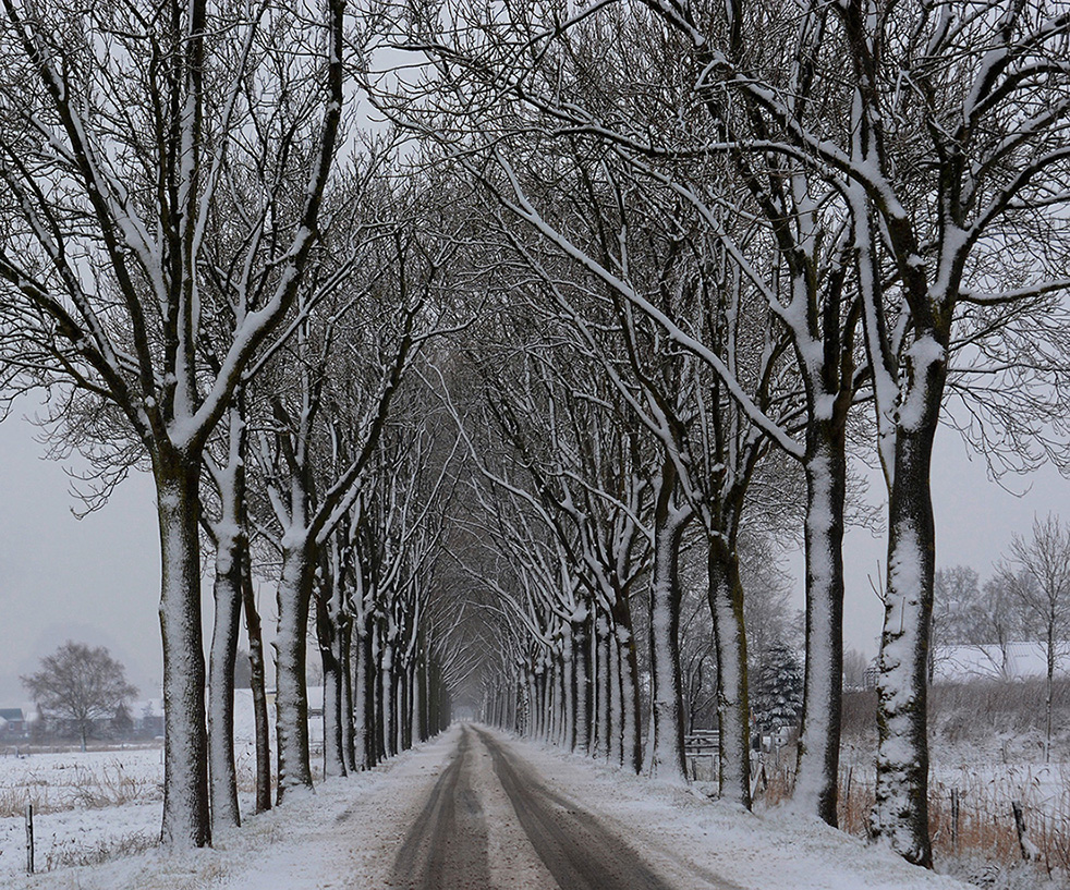De oude Dragonderweg met zijn wit-bestoven bomen - Foto: ©Louis Fraanje  kl DC_1432