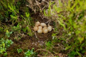 Niet uitgekomen korhoenlegsel. Bij vogels is een afgenomen uikomstpercentage van eieren een belangrijke indicatie voor inteeltproblemen. foto Hugh Jansman
