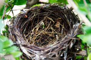 20370684-Bird-s-nest-on-branch-of-tree-with-green-leaves-Stock-Photo