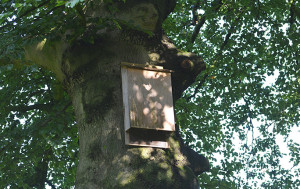 Een vleermuizenkast - Foto: ©Fransien Fraanje