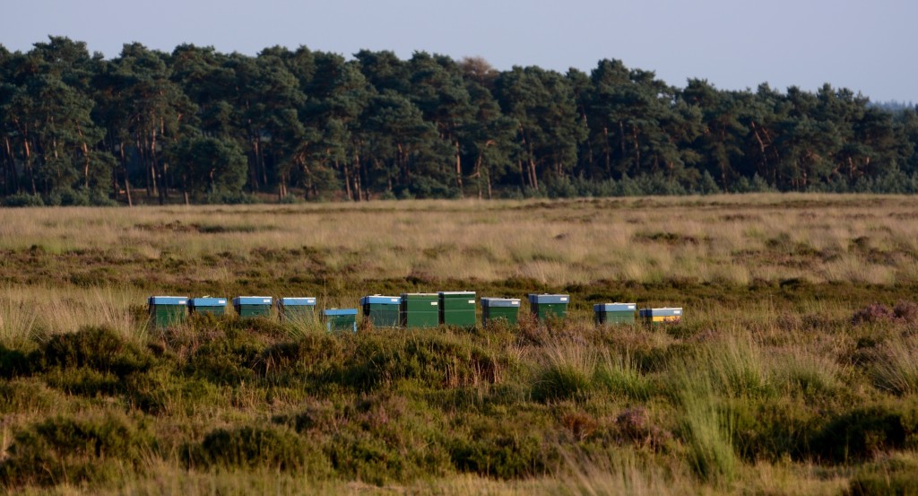 Bijenkasten op de Veluwse heide - Foto: Louis Fraanje