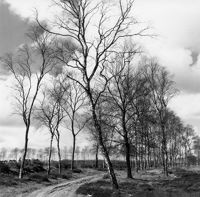 Zandweg omzoomd door berken - Foto: ©Jac. Gazenbeek/JGS