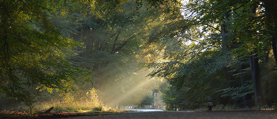 Zonlicht dringt door de oude beuken van het Veluwse bos - Foto: Fransien Fraanje