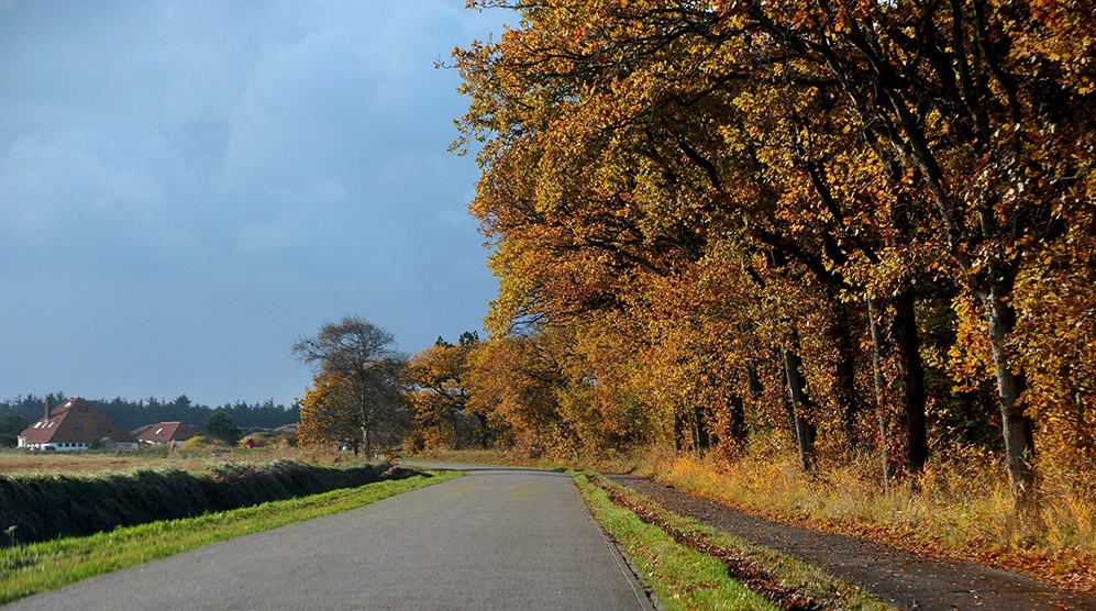Vanaf De Koog genieten we van de herfstkleuren langs de Ruyslaan - Foto: Fransien Fraanje