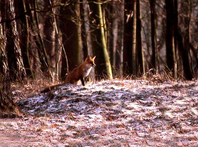 408-kopieAan de bosrand zien we een vos zitten, die op jacht is - Foto: ©Louis Fraanje