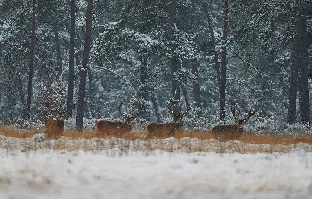 kerst-2013-dc_4033-bwb-kleinEdelherten in het winterse landschap van de Hoge Veluwe - Foto: ©Louis Fraanje