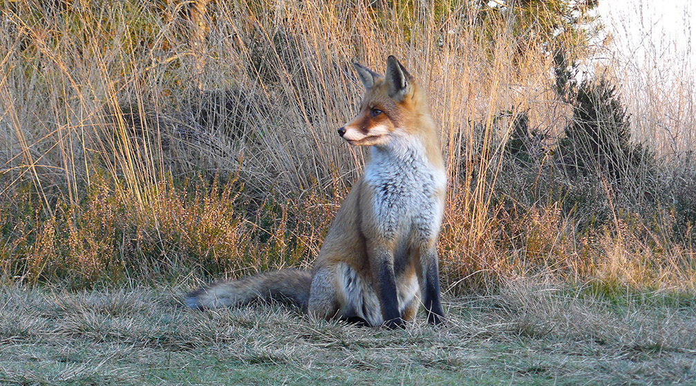vos-zit-kopie-kleinReintje de vos, de rode vrijbuiter van de Veluwe - Foto: ©Louis Fraanje