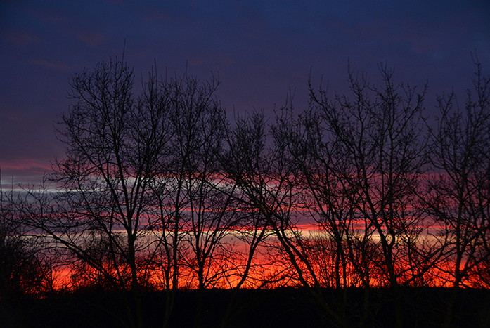 Het vlammende morgenrood geeft kleur aan de kale bomen in de winter - Foto: ©Louis Fraanje