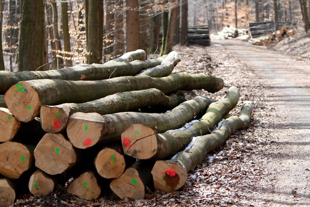 De hout- en bosindustrie is één van de grootste industrieën van de Bondsrepubliek - Foto: iStock