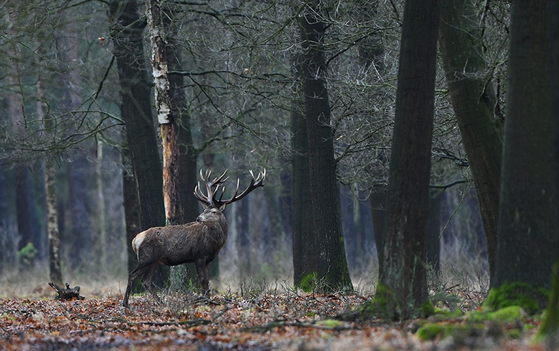 Van onder de bomen, kijkt Hubertus nog eens achterom naar zijn soortgenoot – Foto: ©Louis Fraanje