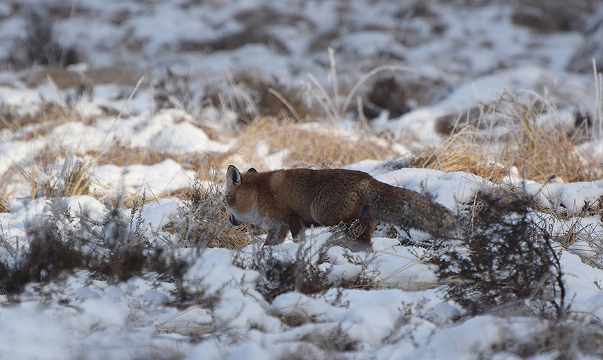 Daar zag ik opeens een vos tussen het besneeuwde gras - Foto: ©Riek Gevers