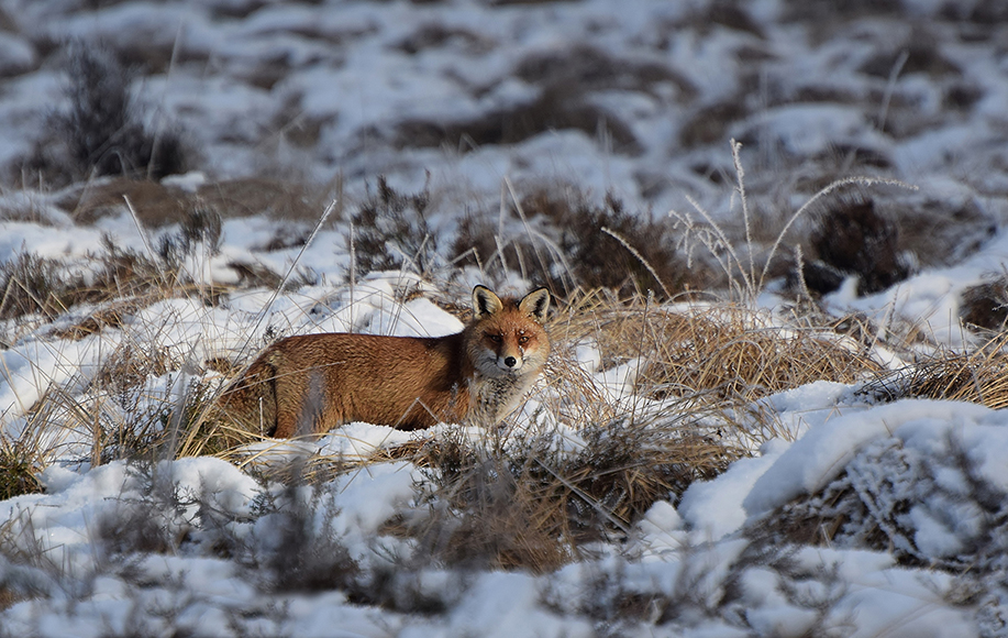 Oog in oog met Reintje de vos - Foto: ©Riek Gevers