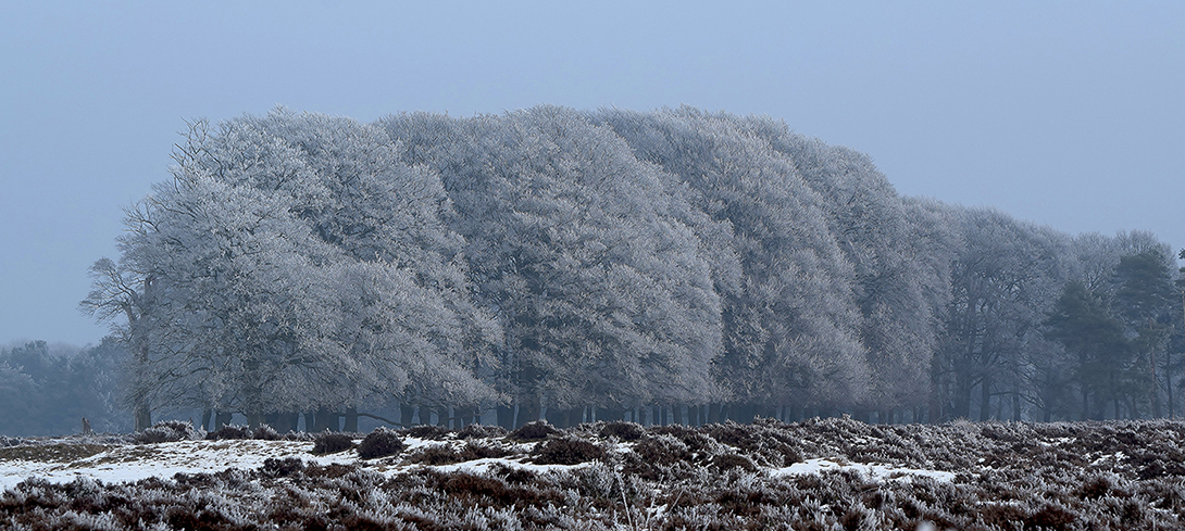 De wit berijpte bomen leken nu nog mooier - Foto: ©Riek Gevers