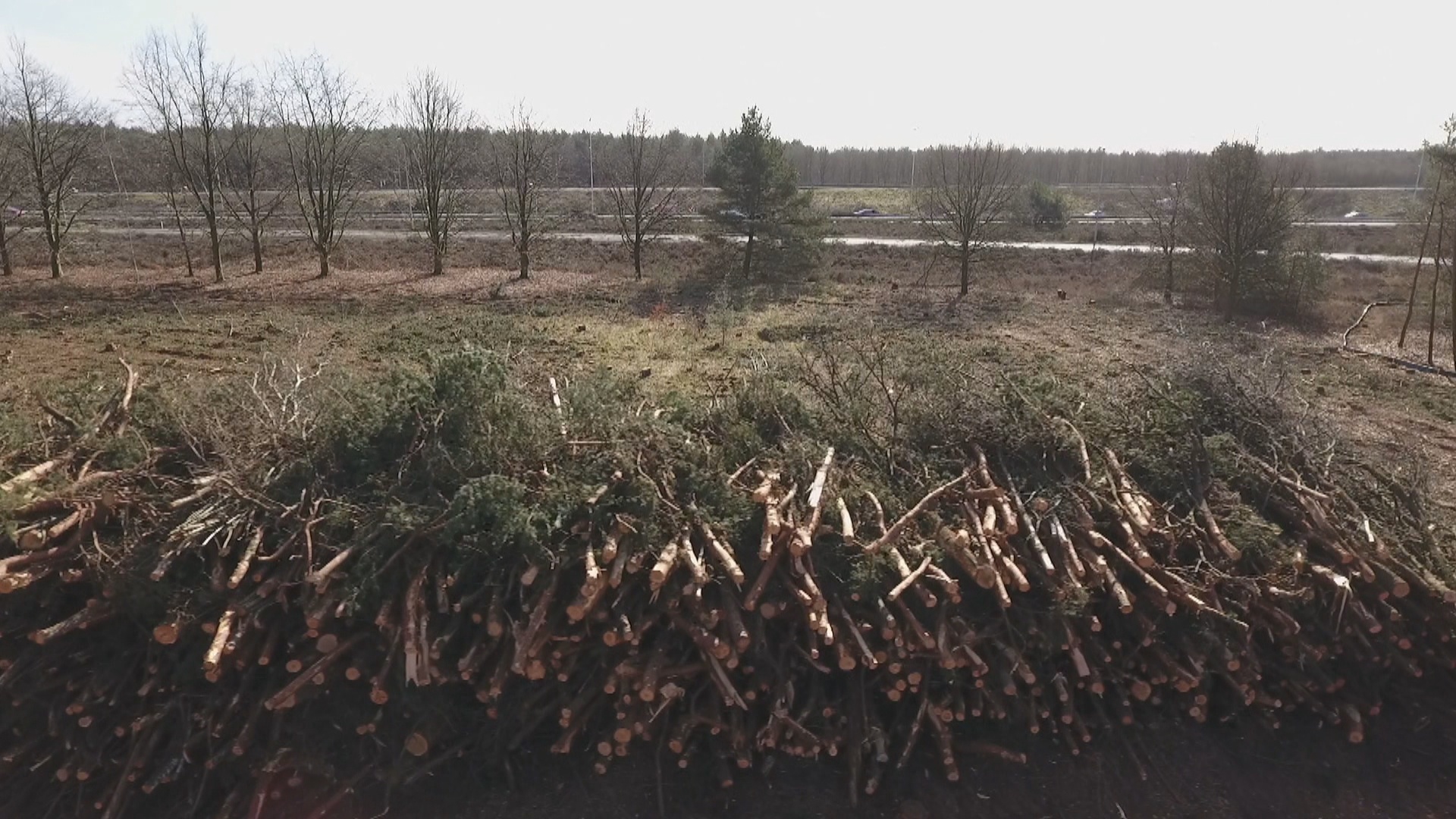 Worden onze bossen kaalgekapt voor de biomassa-industrie? - Foto: ©ZEMBLA