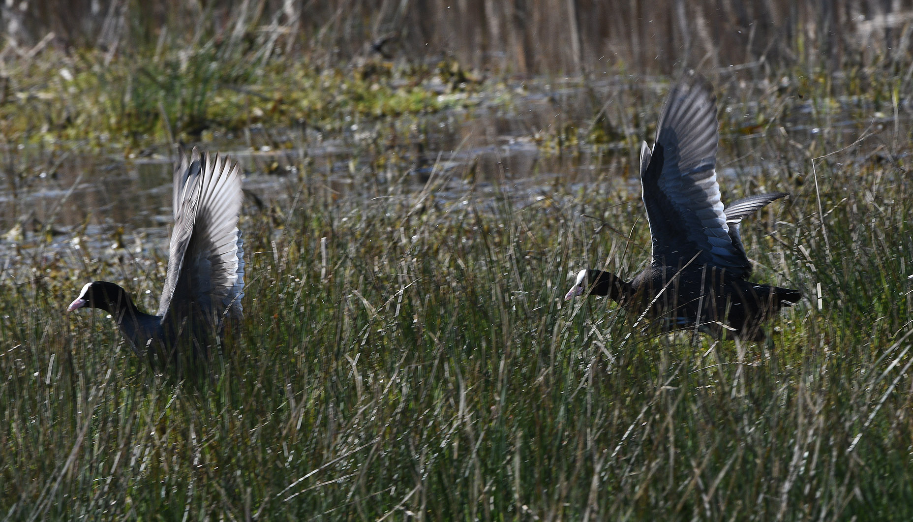 Meerkoeten rennen en vliegen achter elkaar aan – Foto: ©Louis Fraanje