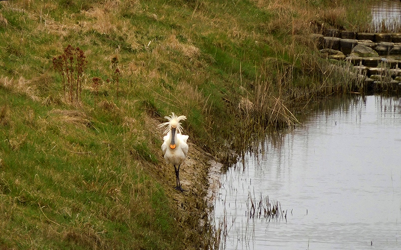 De wandelende lepelaar met zijn prachtige omhoog staande kuif - Foto: ©Fransien Fraanje