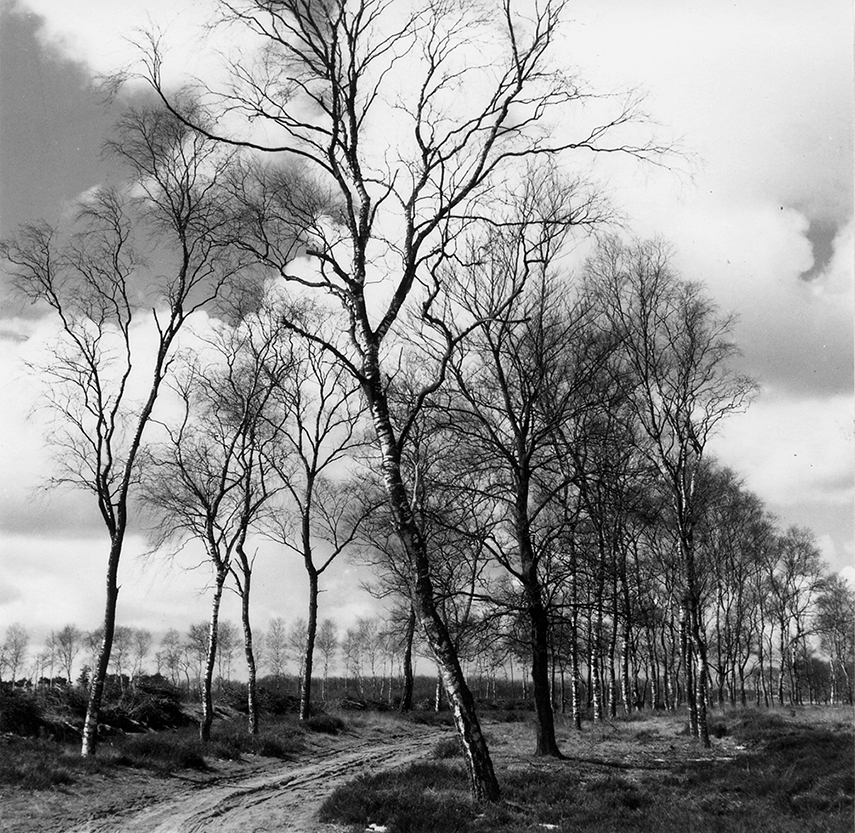 Zandweg met berken op de Veluwe - Foto: ©Jac. Gazenbeek