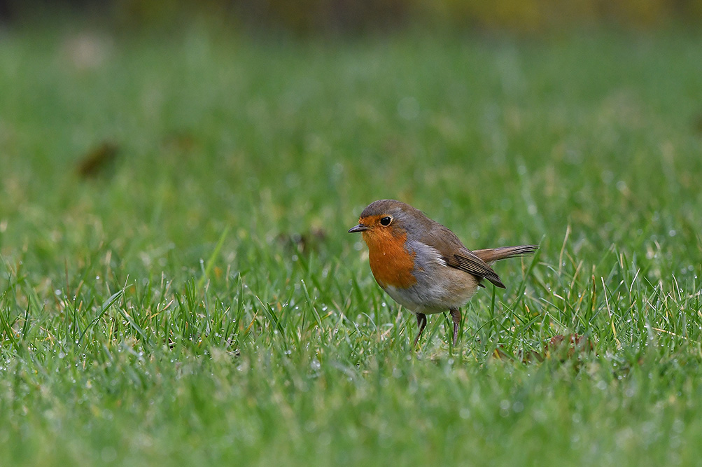 Het roodborstje zit in het gras rond te speuren naar insecten - Foto: ©Louis Fraanje