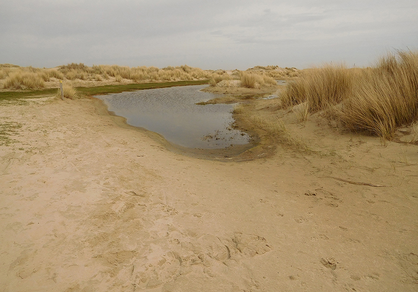 Een natte duinvallei ligt als een oase tussen de zandduinen - Foto: ©Fransien Fraanje