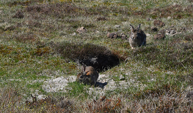De konijntjes bij hun hol in de duinen van Texel - Foto: ©Fransien Fraanje