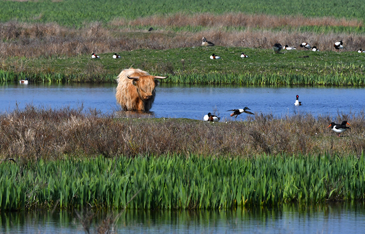 Een Schotse Hooglander te midden van de watervogels - Foto: ©Louis Fraanje
