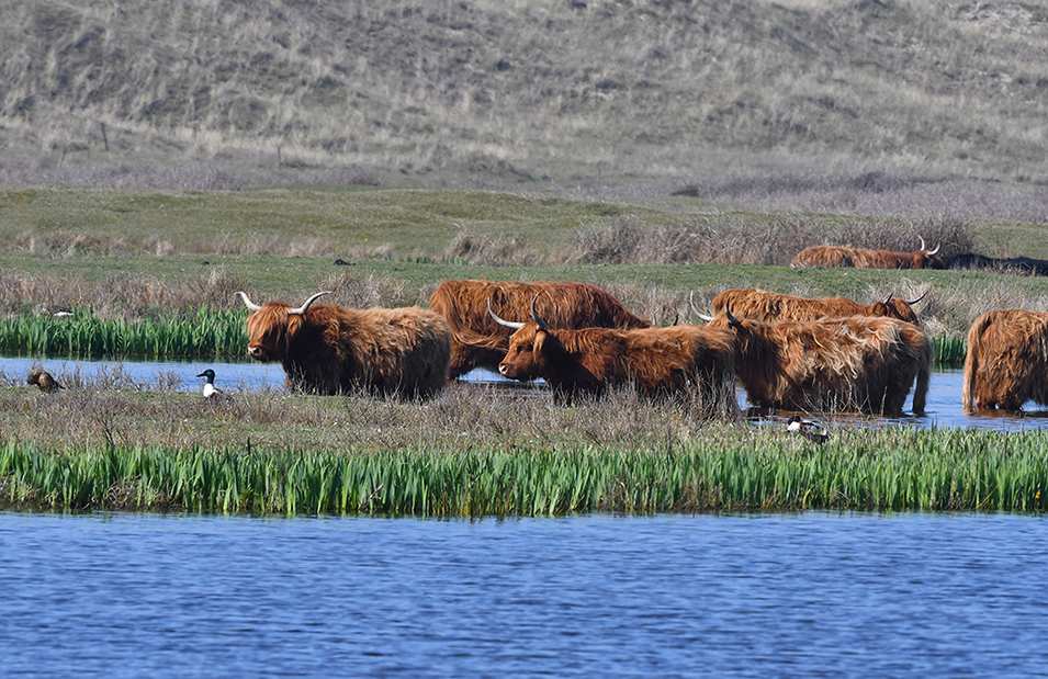 Helemaal links van de koeien zit het paartje slobeenden - Foto: ©Louis Fraanje