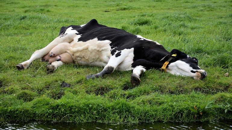 Duizenden koeien gaan dood door zwerfafval - Foto: ©Public Domain Pictures