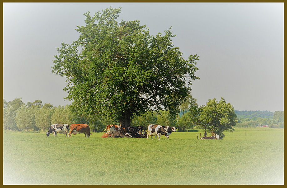 De koeien zoeken wat wat verkoeling in de schaduw van de oude eik - Foto: ©Louis Fraanje 