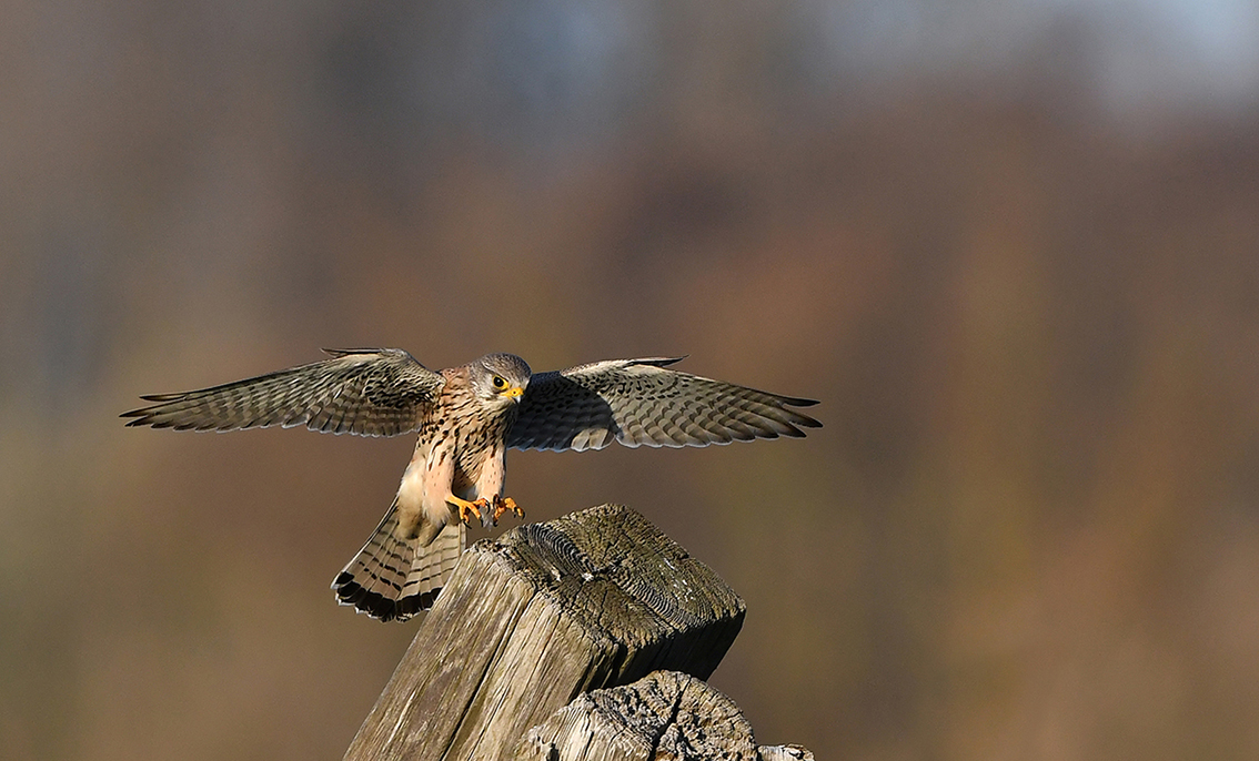 Een torenvalk zet  de landing in op een stapel hout - Foto: ©Louis Fraanje