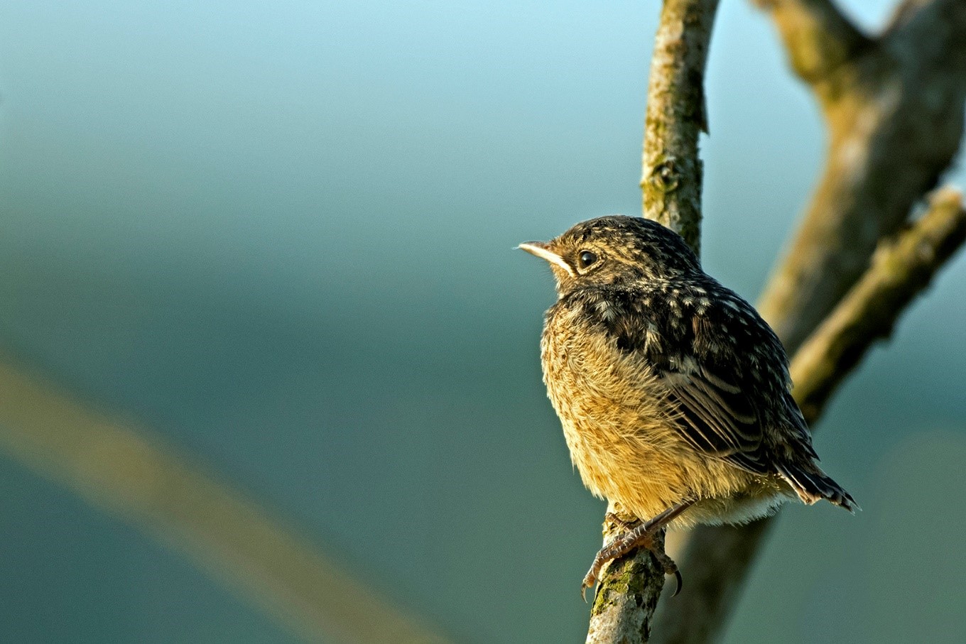 In eerste instantie was deze jonge vogel een “Mystery Quest”… - Foto: ©Ton Heekelaar