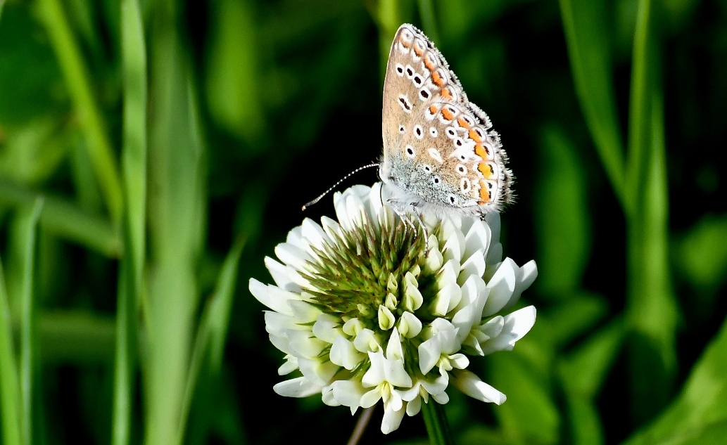 Ook van de zijkant is het een kleurrijke vlinder – Foto: ©Louis Fraanje
