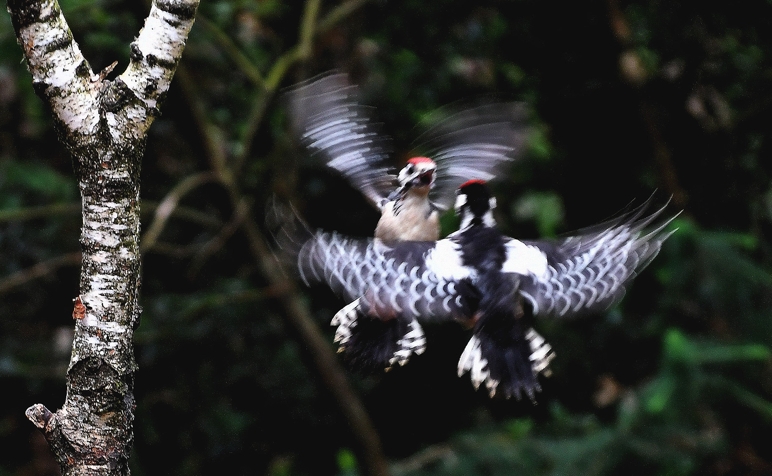 De jonge spechten vliegen elkaar in de vleugels - Foto: ©Louis Fraanje