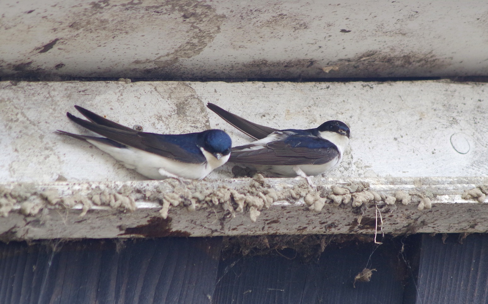 Een paartje huiszwaluw is bezig met de nestbouw op een smal randje langs het dak. Het is vakwerk dat af en toe wel eens mislukt – Foto: ©Gerrit de Graaff
