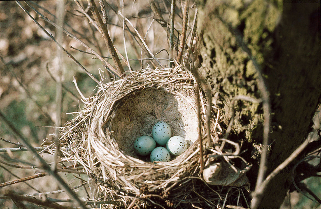 Het nest van de zanglijster krijg je zelden te zien. Het is aangesmeerd van binnen. De merel doet dat niet - Foto: ©Gerrit de Graaff