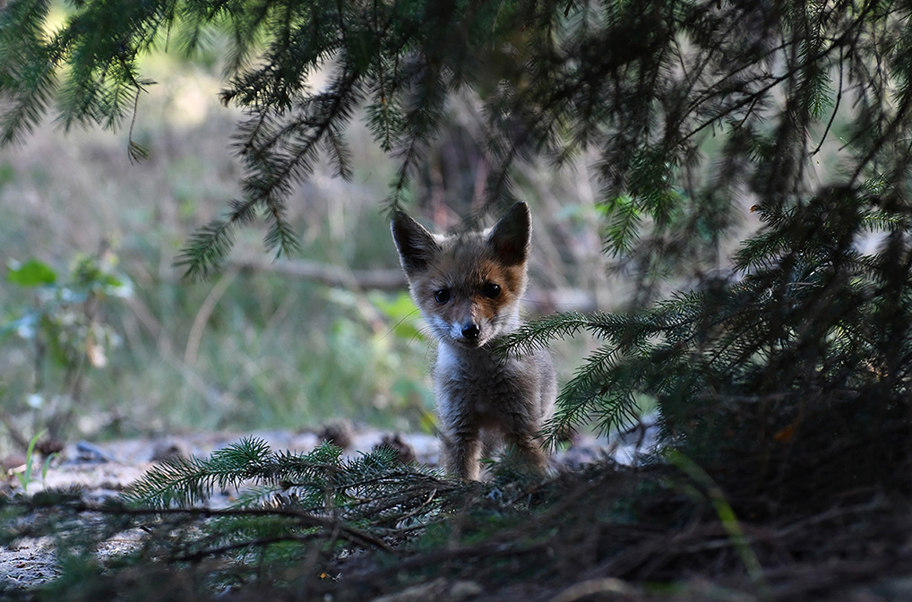 Heel brutaal staat het vosje tussen de sparrentakken, mij aan te kijken– Foto: ©Louis Fraanje