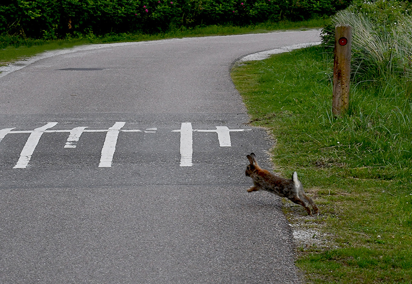 Stak hij ineens vlak voor ons, dwars de weg over - Foto: ©Fransien Fraanje