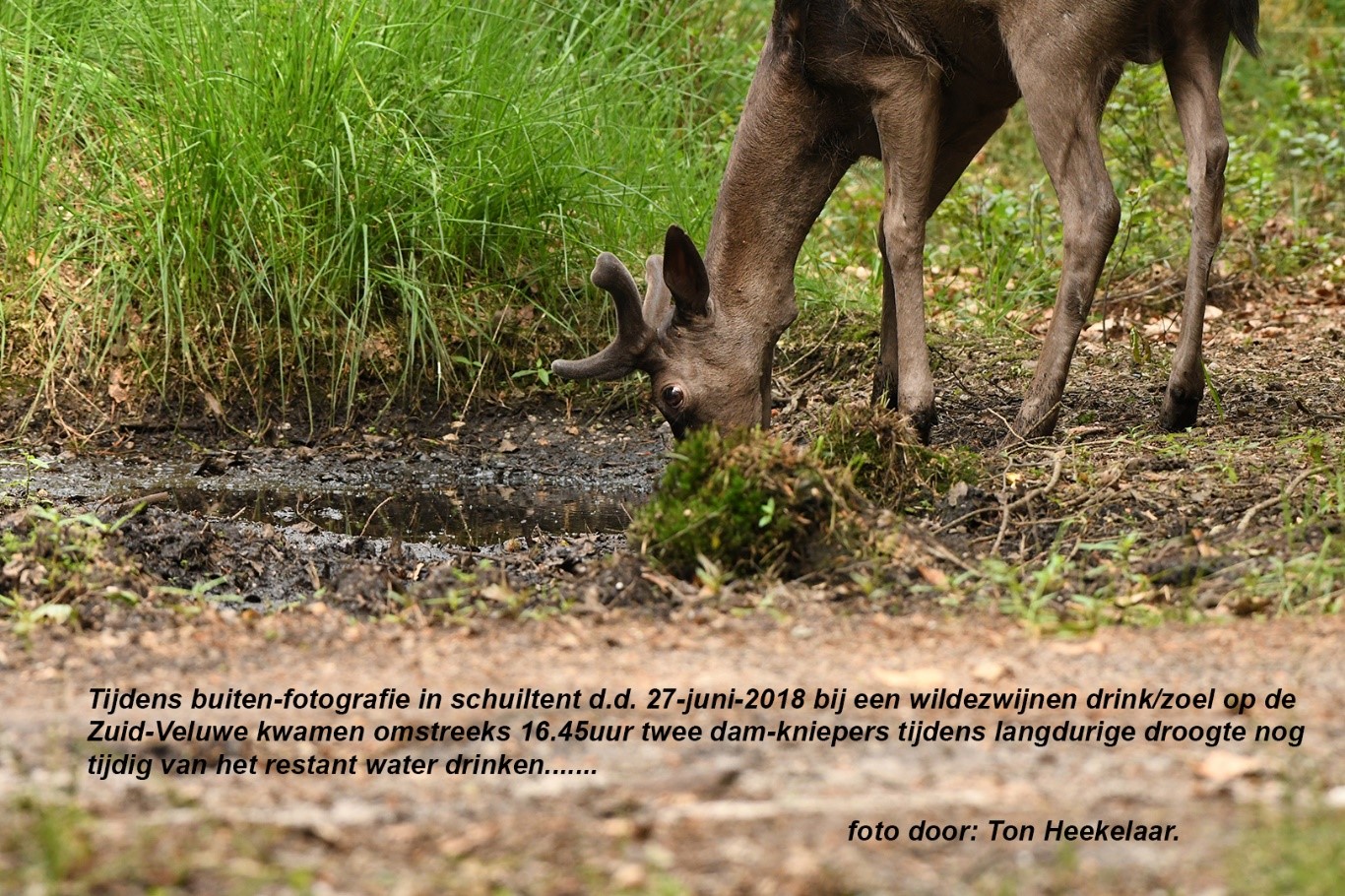 Het grofwild krijgt steeds meer behoefte aan het schaars wordende water - Foto: ©Ton Heekelaar