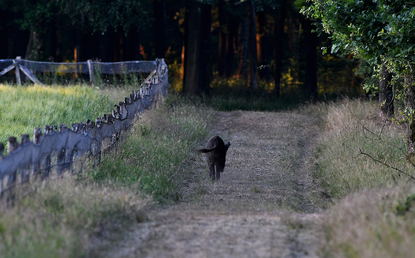 Ineens kwam er een wild zwijn uit het bos tevoorschijn - Foto: ©Louis Fraanje
