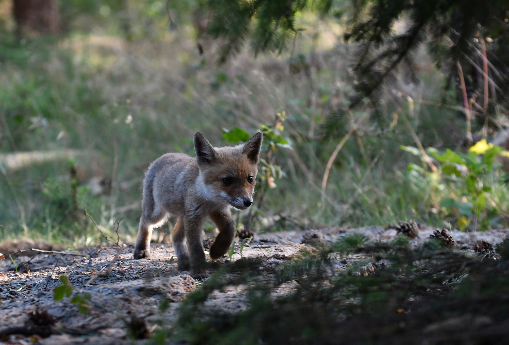 Op een gegeven moment komt het vosje wel heel dichtbij – Foto: ©Louis Fraanje